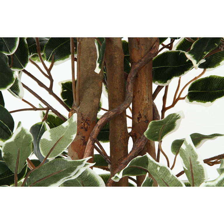 フィカス ベンジャミンホワイト リアルな天然木を使用した人工樹木 高さ約170cm フェイクグリーン